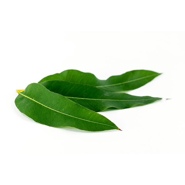 Eucalyptus globulus dans le cadre de Artovitel