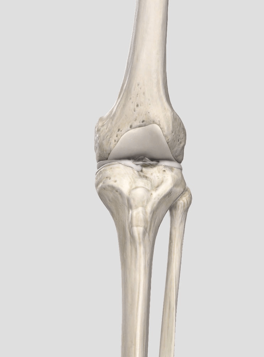 vêtements de cartilage